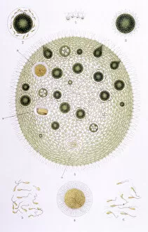 Spherical Collection: Plants / Volvox