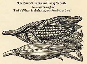 Maize Collection: Plants / Zea-Mays