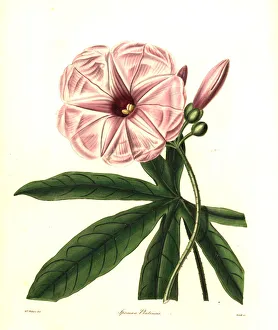 Nevitt Collection: Plata ipomoea, Ipomoea platensis