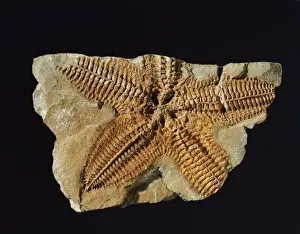Echinodermata Prints: Platanaster ordovicus, starfish