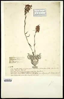 Orchidaceae Prints: Platanthera