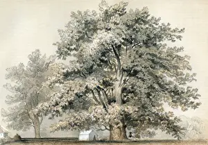Sycamore Prints: Platanus Racemosa