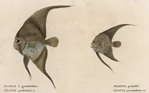 PLATAX (BATFISH) / 1860