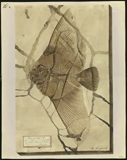 Dinkel Prints: Platax macropterygius Agassiz