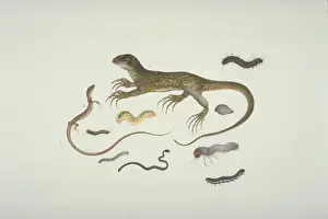 Lepidosaur Prints: Plate 100 from the John Reeves Collection (Zoology)