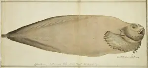 William Webb Prints: Plate 100 by William Ellis