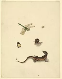 Anisoptera Gallery: Plate 101 from the John Reeves Collection (Zoology)