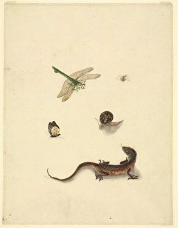 Anisoptera Gallery: Plate 101 from the John Reeves Collection (Zoology)