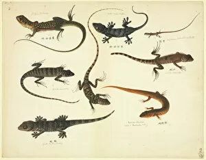 Lepidosauria Gallery: Plate 102 from the John Reeves Collection (Zoology)