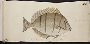William Webb Prints: Plate 102 by William Ellis