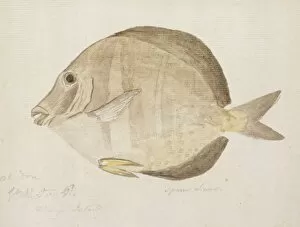 Captain Cook Collection: Plate 103 by William Ellis