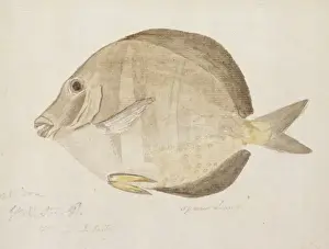 William Webb Prints: Plate 103 by William Ellis