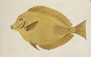 Plate 104 by William Ellis