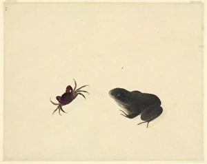 Crustacea Collection: Plate 105 from the John Reeves Collection (Zoology)