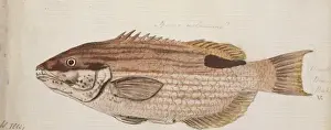 Plate 105 by William Ellis