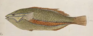 William Webb Prints: Plate 107 by William Ellis
