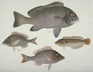 Plate 108 from the John Reeves Collection