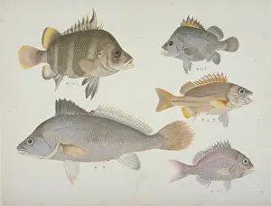 Reeves Prints: Plate 109 from the John Reeves Collection