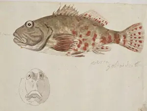 William Webb Prints: Plate 109 by William Ellis