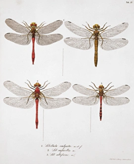 Odonata Collection: Plate 11 from Libellulinae Europaeae by de Charpentier