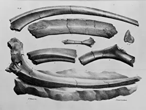 Mantell Prints: Plate 11. Mantells Geology of Sussex