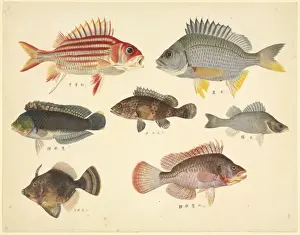 Biodiverse Prints: Plate 110 from the John Reeves Collection