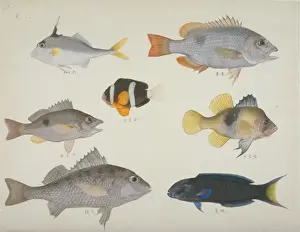 Spike Prints: Plate 114 from the John Reeves Collection