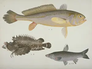 Spiked Prints: Plate 115 from the John Reeves Collection
