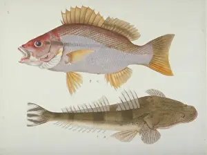 Reeves Prints: Plate 116 from the John Reeves Collection