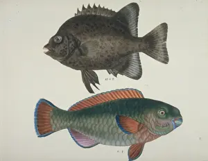 Speckled Prints: Plate 117 from the John Reeves Collection