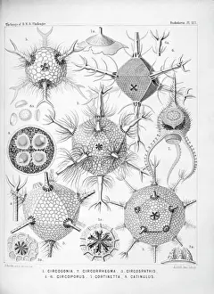Discovery Prints: Plate 117 from the report of the Voyage of H. M. S. Challenger