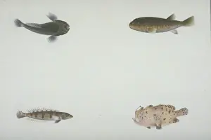 Plate 118 from the John Reeves Collection
