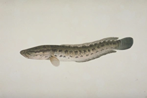 Anguilliform Gallery: Plate 119 from the John Reeves Collection