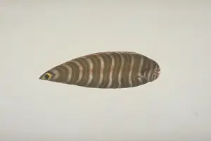 Plate 120 from the John Reeves Collection