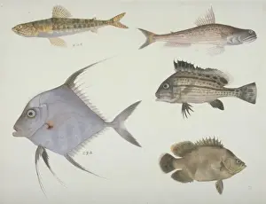 Speckled Prints: Plate 121 from the John Reeves Collection
