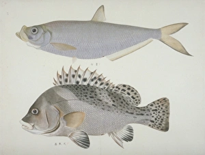 John Reeves Collection: Plate 122 from the John Reeves Collection
