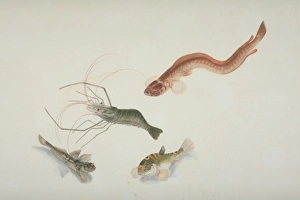 Crustacea Collection: Plate 125 from the John Reeves Collection