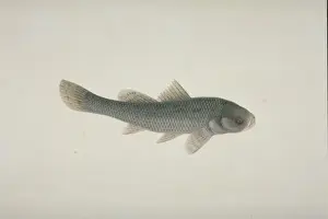 Plate 126 from the John Reeves Collection