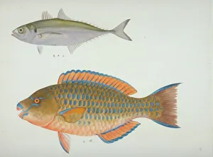 John Reeves Collection: Plate 127 from the John Reeves Collection
