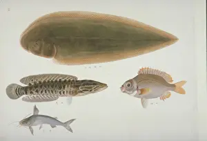 Speckled Prints: Plate 128 from the John Reeves Collection