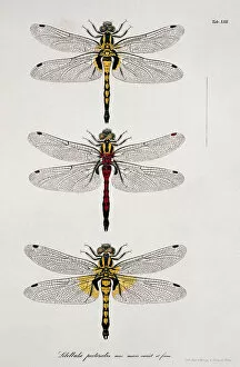 Dragonfly Collection: Plate 13 from Libellulinae Europaeae by de Charpentier