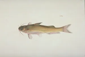 John Reeves Collection: Plate 130 from the John Reeves Collection