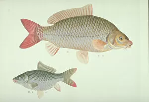 Fishes Collection: Plate 133 from the John Reeves Collection