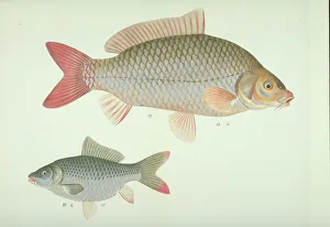 John Reeves Collection: Plate 133 from the John Reeves Collection