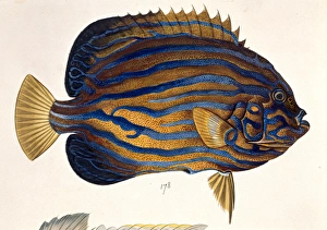 John Reeves Collection: Plate 134 from the John Reeves Collection