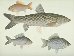 Plate 134 from the John Reeves Collection