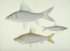 Reeves Prints: Plate 136 from the John Reeves Collection