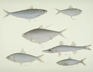 Forked Prints: Plate 138 from the John Reeves Collection