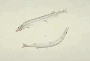 Snout Prints: Plate 142 from the John Reeves Collection