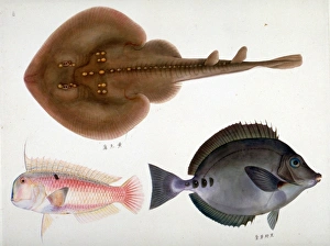 Elasmobranch Collection: Plate 146 from the John Reeves Collection